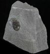 Promicroceras Ammonite - Dorset, England #30722-2